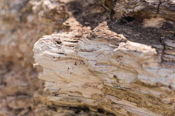 old tree trunk texture 