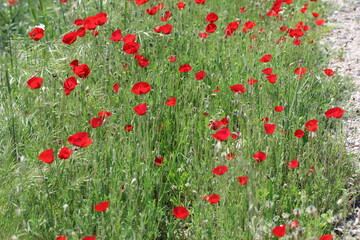 poppy field in spring time