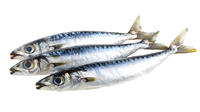 Sardines on White Background for Food Photography and Packaging Design