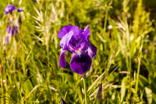 Fototapeta Iris violet en fleur en gros plan dans un champ sauvage avec des herbes folles en arrière plan