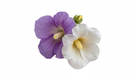 Fototapeta premium a white and a purple flower on a transparent background, PNG image, PNG file, Generative art.