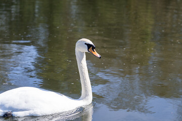 swan swimming on the lake