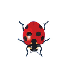 Cute Ladybug Vector Illustration art and logo design