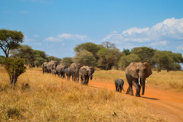 Naklejka premium An Elephant Herd in a National Park in Tanzania, Africa