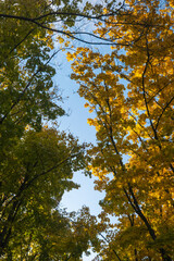 Autumn tree canopy with yellow and green foliage against blue sky. Vertical forest view from below....