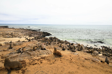 The seal colony in the Cape Cross Reserve is a sanctuary for the world's largest breeding colony of Cape fur seals. Skeleton Coast, Namibia, Africa