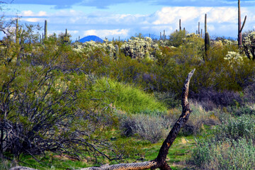 Landscape Sonora Desert Arizona