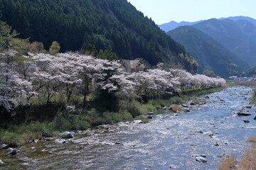 土居川沿いに咲くソメイヨシノ　（高知県　仁淀川町土居）