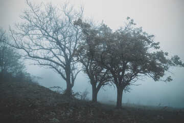 Frost on the Branches, Light in the Air