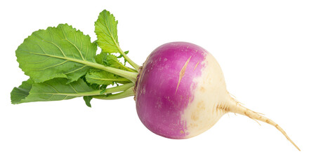 Isolated Purple Turnip