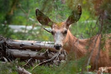 An alert mule deer carefuly peeking thorugh the pines