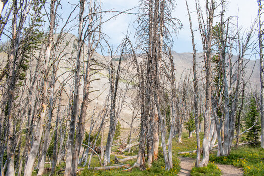 White oak trees killed by pine beetle infestation, Yellowstone National Park