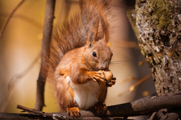 Close-up of a red, fluffy squirrel sits on the branch and eats a walnut right toward the camera lens on a sunny spring day with a red background.	
