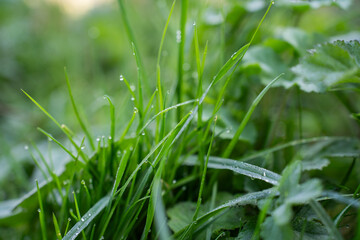 green grass with dew drops
