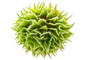 Detailed Close-Up of a Unique Green Plant Structure on White Background