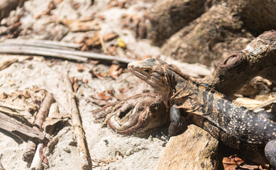 Close-up of a spiny-tailed beach iguana resting on the sandy ground surrounded by dry wood and leaves in its natural habitat. 