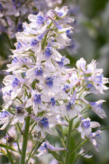 Obraz premium White Penstemon wild flower in bloom.