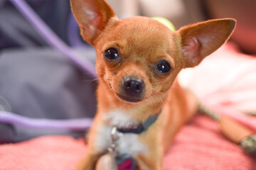 Photograph of a beautiful Chihuahua dog with a big smile on his face looking straight ahead in the morning light.