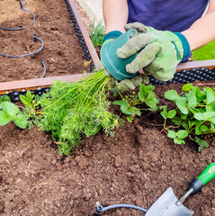 Planting dill. Male farmer transplants dill seedling from pot to open ground. Healthy herbs concept.