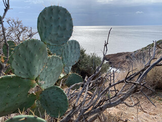 Cactus by sea with serene ocean view  