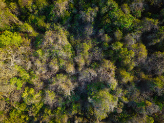 Aerial view various tree leaf tropical rainforest on island background