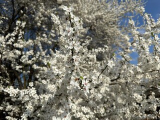Close-up of lush beautiful branch of blossoming white cherry tree with many flowers on it on sunny day. Spring natural background, mobile photo