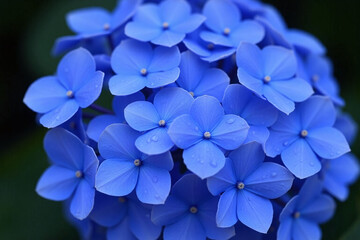 bunch of blue flowers with water droplets on them