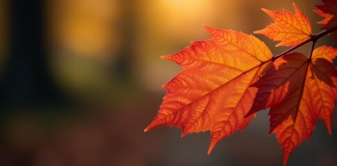 Macro shot of textured orange and red autumn leaf with soft focus background, wallpaper, seasonal