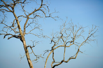 Bare Tree Branches Against Clear Blue Sky in Natural Landscape