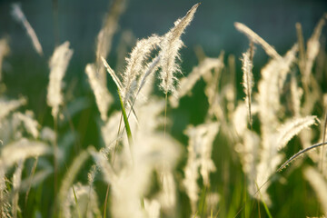 Soft Sunlit Grasses in a Tranquil Natural Landscape Scene