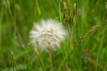 Close-up of a dandelion after flowering it turns into a fluffy lump. Dandelion alone after flowering. Flora of plains and mountains