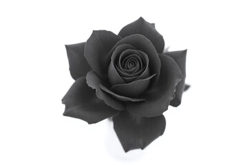 black rose on a white background