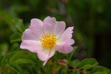 A single flower of wild rose hips of delicate pink color with juicy green foliage. Rose family.