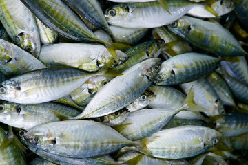 Freshly Caught Fish Heap in Aquatic Market Setting