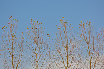 Crown of almost bare poplar trees with last autumn leafs againbst a blue sky. 