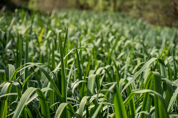 tall green grass in the wind