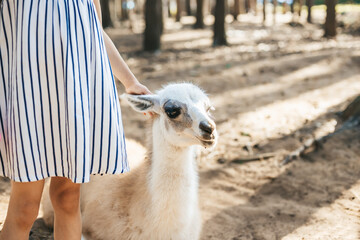 Obraz premium Young child in a striped dress pets a calm llama in a sunlit forest