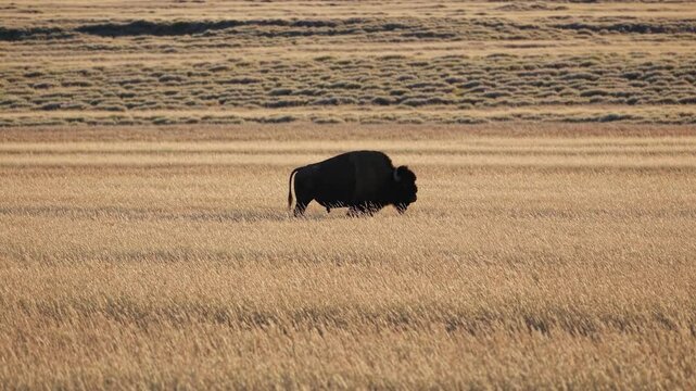 A lone bison grazes in a vast golden field, captured from a side angle. The scene evokes a serene, natural landscape, ideal for a wildlife video. Live desktop wallpaper.