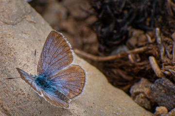 A tiny, dainty greenish blue butterfly