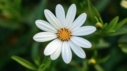 Fototapeta premium Beautiful White Flower with Yellow Center Against Green Background