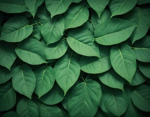 green leaf background texture. the leaves are close