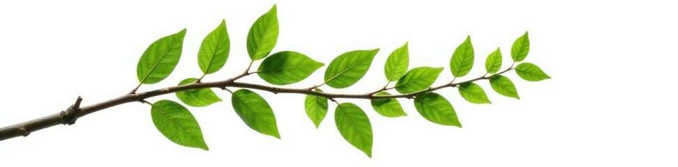 Obraz premium Single isolated tree branch on white background, foliage, branch