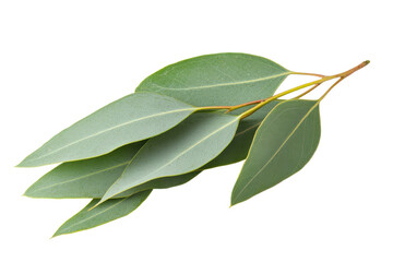 Fresh Eucalyptus Leaves with Green Shades on a White Background