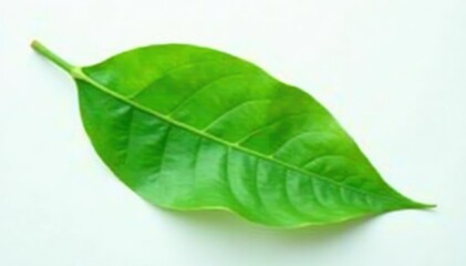 Obraz premium Single large green leaf on white background with soft focus, white background, color