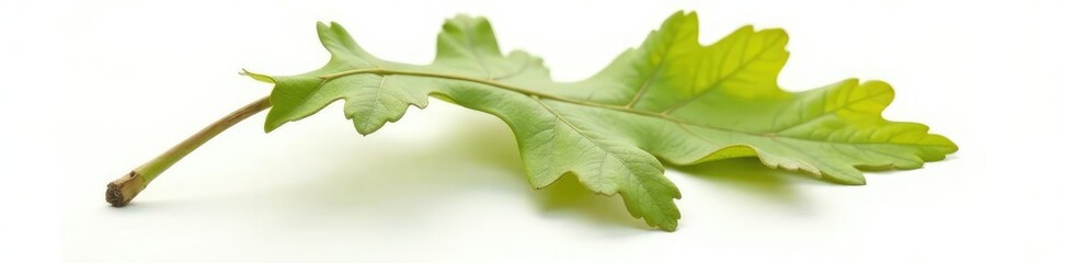 Single large oak leaf isolated on white surface, natural elements, leaves, foliage