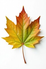 Fototapeta premium Single large maple leaf isolated on a bright white canvas, single, white, greenery