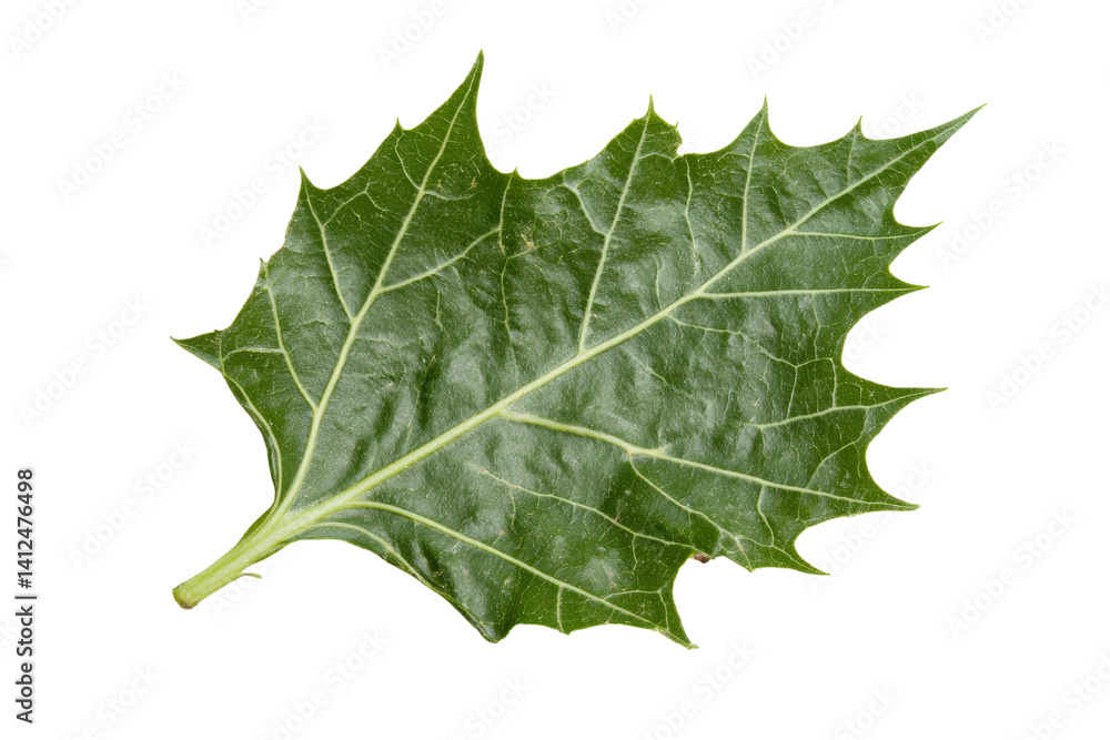 Poster green maple leaf with unique shape and textured surface isolated