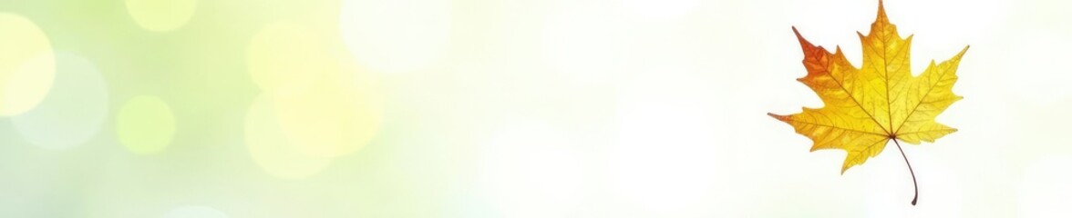 Obraz premium Single leaf of a maple tree isolated on white background, foliage, greenery