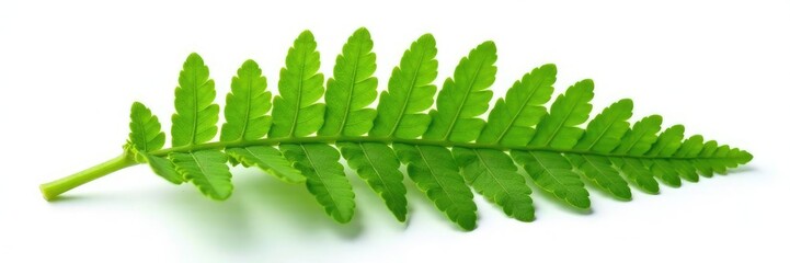 Obraz premium Single leaf of fern isolated on white background, foliage, leaf texture, nature