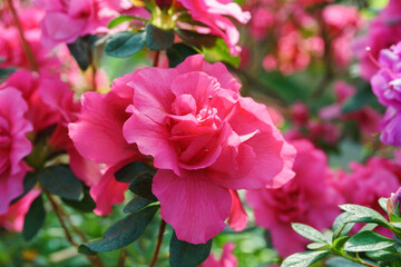 Blooming pink japan Azalea Ericaceae flowers, rhododendron flower macro, background. Evergreen...